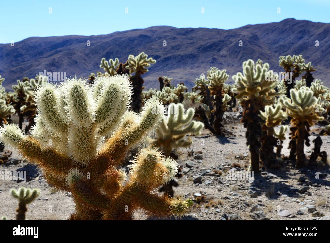 El exclusivo jardín de cactus Cholla en el Parque Nacional Joshua Tree en el desierto de Mojave, CA Foto de stock