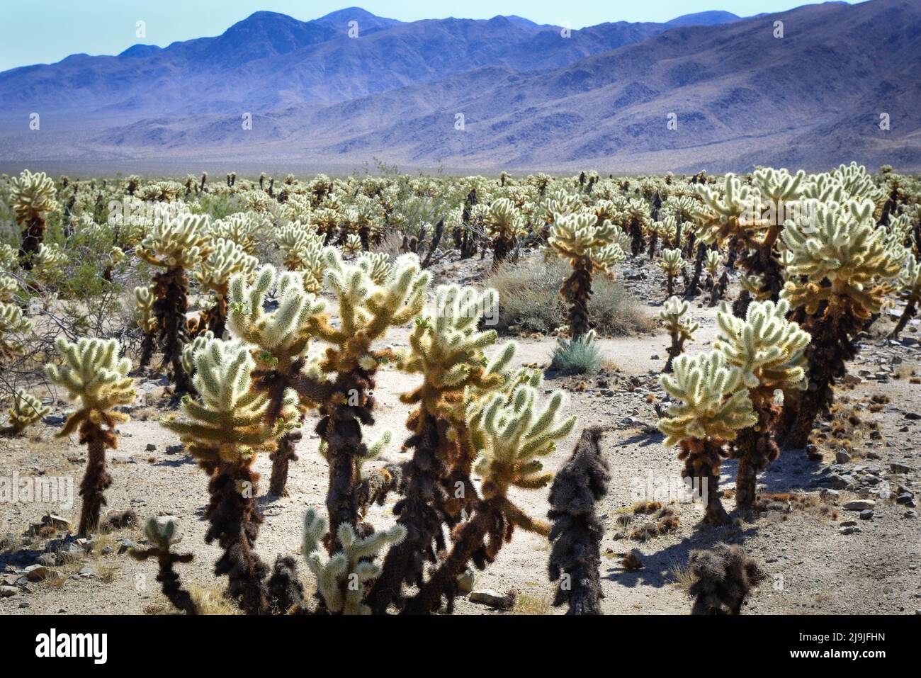 El exclusivo jardín de cactus Cholla en el Parque Nacional Joshua Tree en el desierto de Mojave, CA Foto de stock