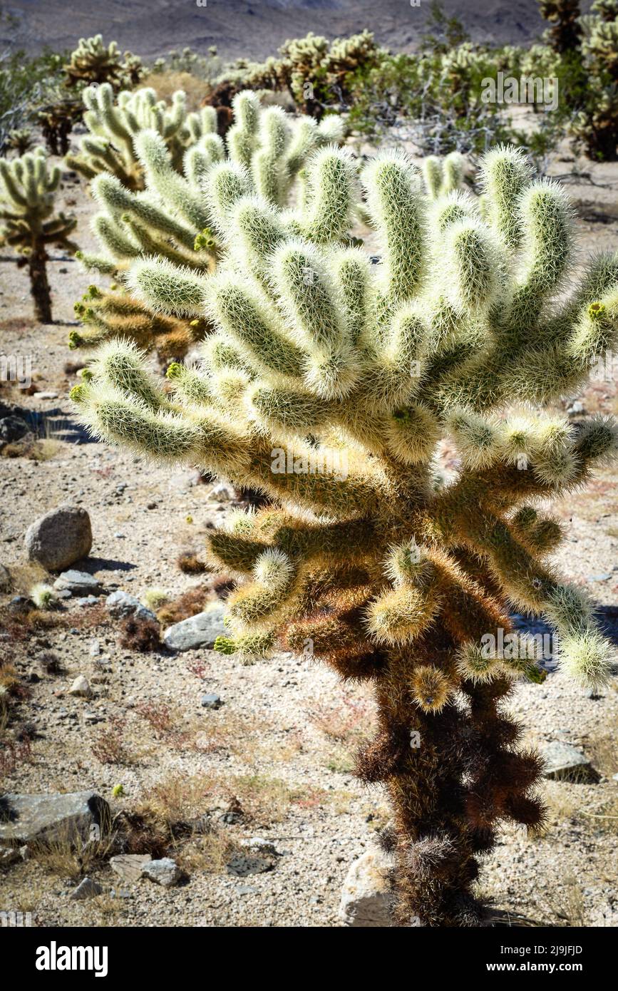 El único Cholla cactus gardenin Joshua tree National Park en el desierto de Mojave, CA Foto de stock