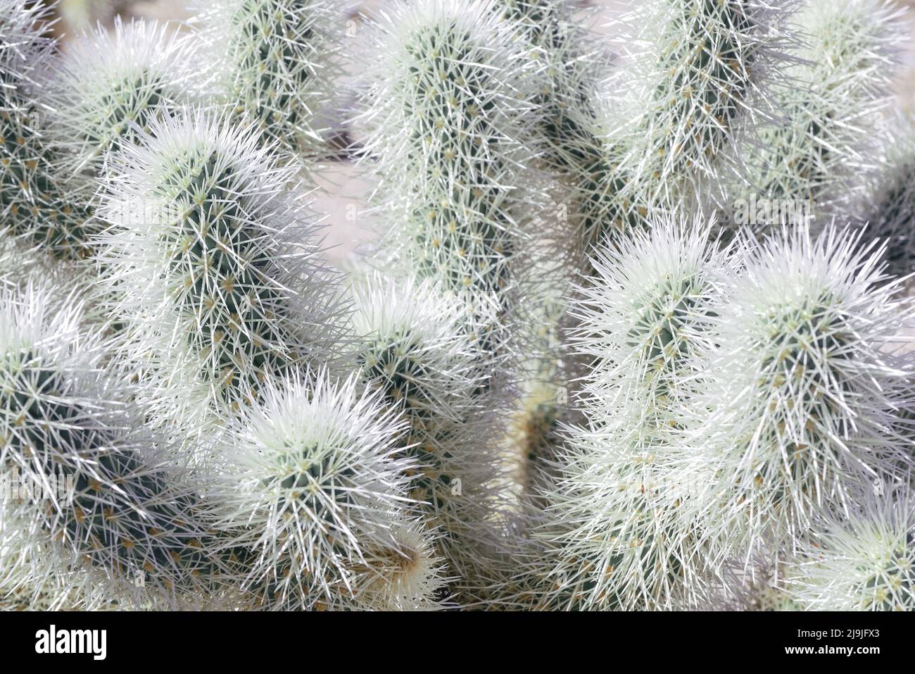 Primer plano del cactus Cholla, único y de varias espinadas, en el Parque Nacional Joshua Tree en el desierto de Mojave, CA Foto de stock