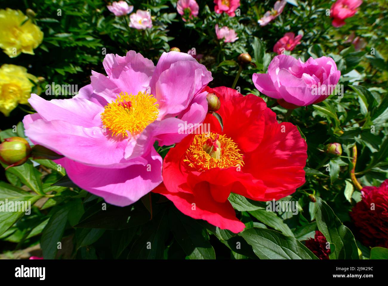 Flores de color rosa o rojo de peonías chinas (Paeonia lactiflora) con estambres amarillos y una abeja volando por encima de los pétalos rosas Foto de stock