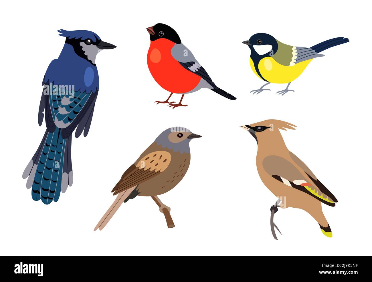 Diferentes tipos de dibujos animados de pájaros. Tomtit, robin, starling, carpintero y gorrión sentados en rama de árbol aislado sobre fondo blanco. Ilustración del Vector
