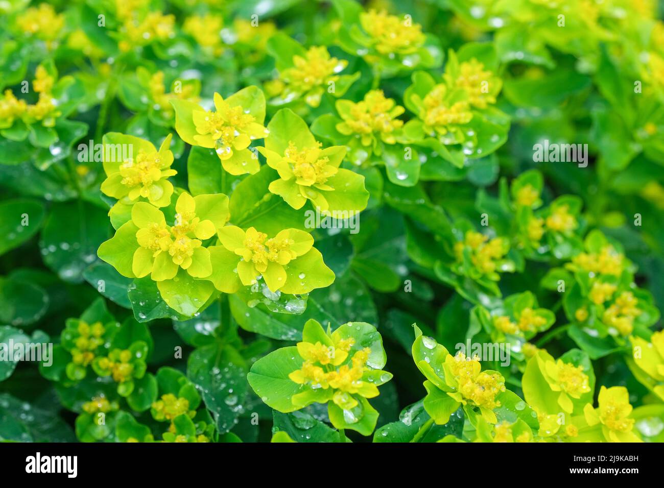 Euforbia policroma, Espurgado de cojín, Espurgado de cromo. Flores brillantes de color amarillo dorado, sobre un cojín de hojas de color verde claro. Foto de stock