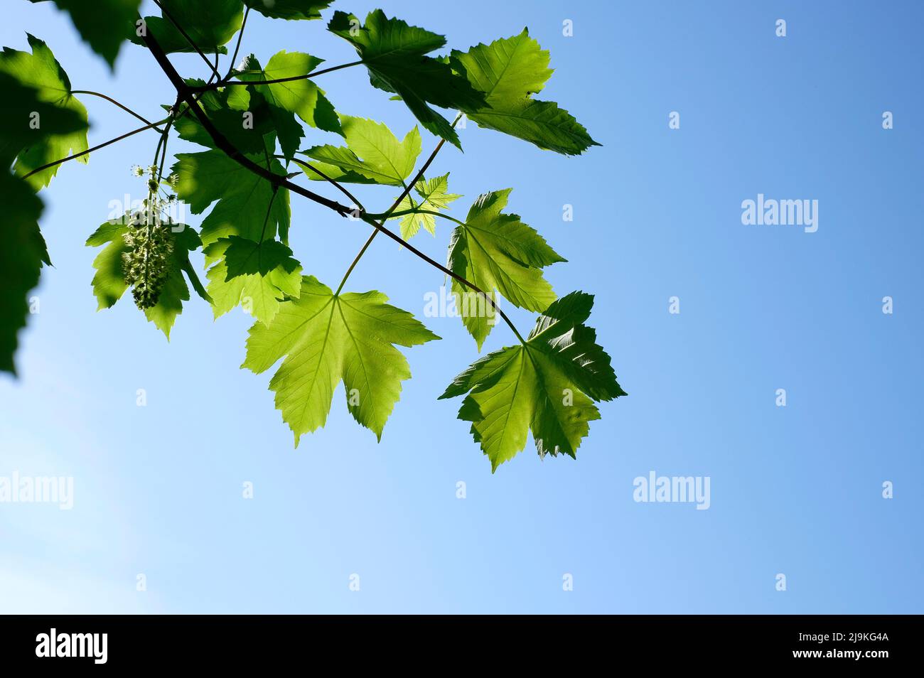 hojas de primavera verde brillante sobre fondo azul cielo Foto de stock