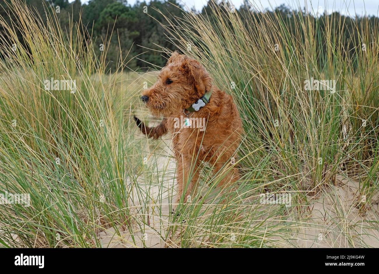 lindo perro perrito irlandés terrier de pie en dunas de arena, playa de holkham, norte de norfolk, inglaterra Foto de stock