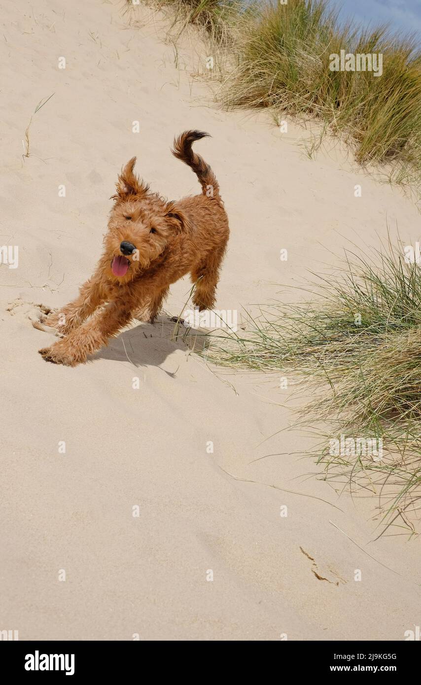 lindo perro perrito irlandés terrier corriendo en dunas de arena, playa holkham, norte de norfolk, inglaterra Foto de stock