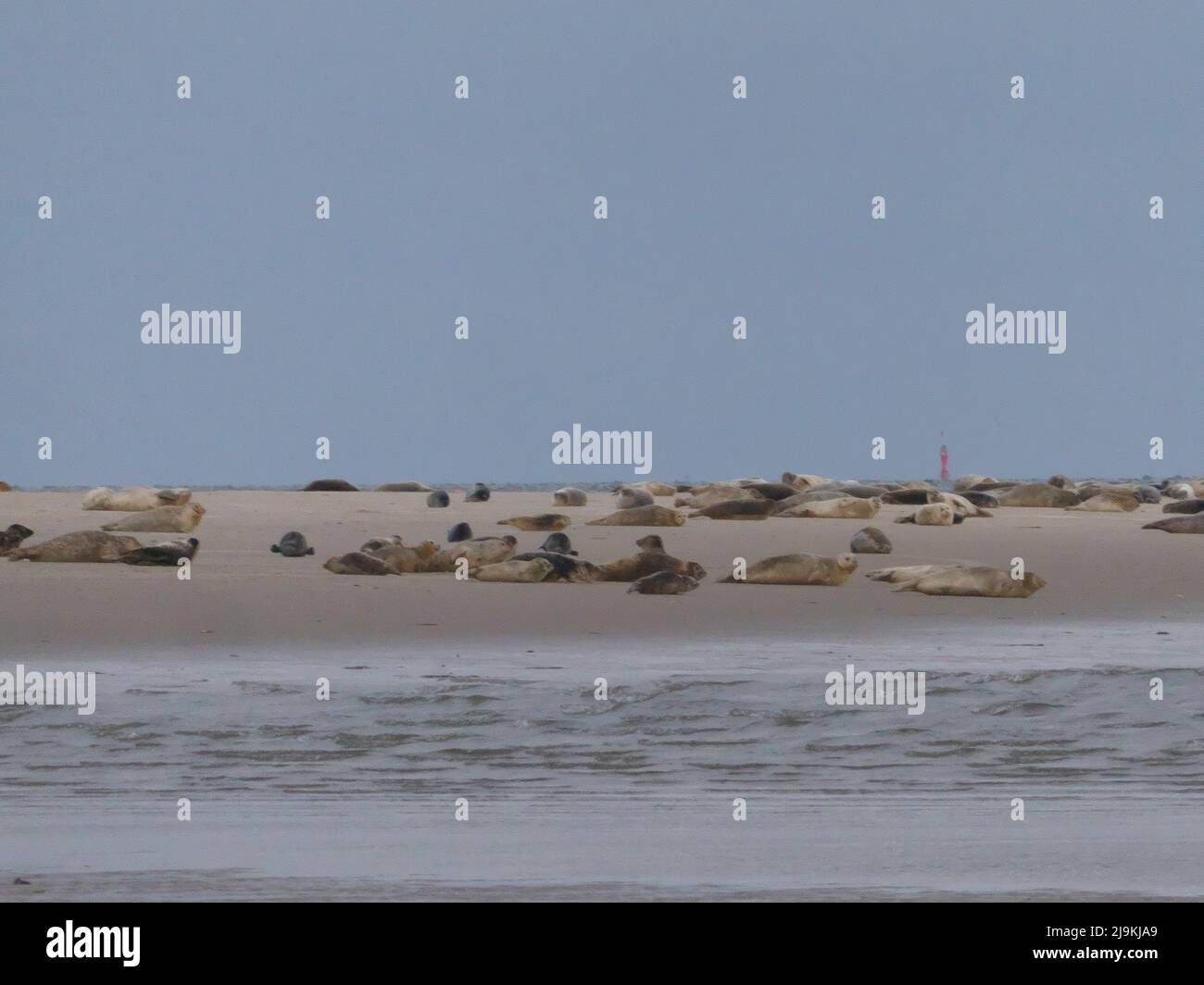 Orilla de arena de las focas temprano en la mañana Foto de stock