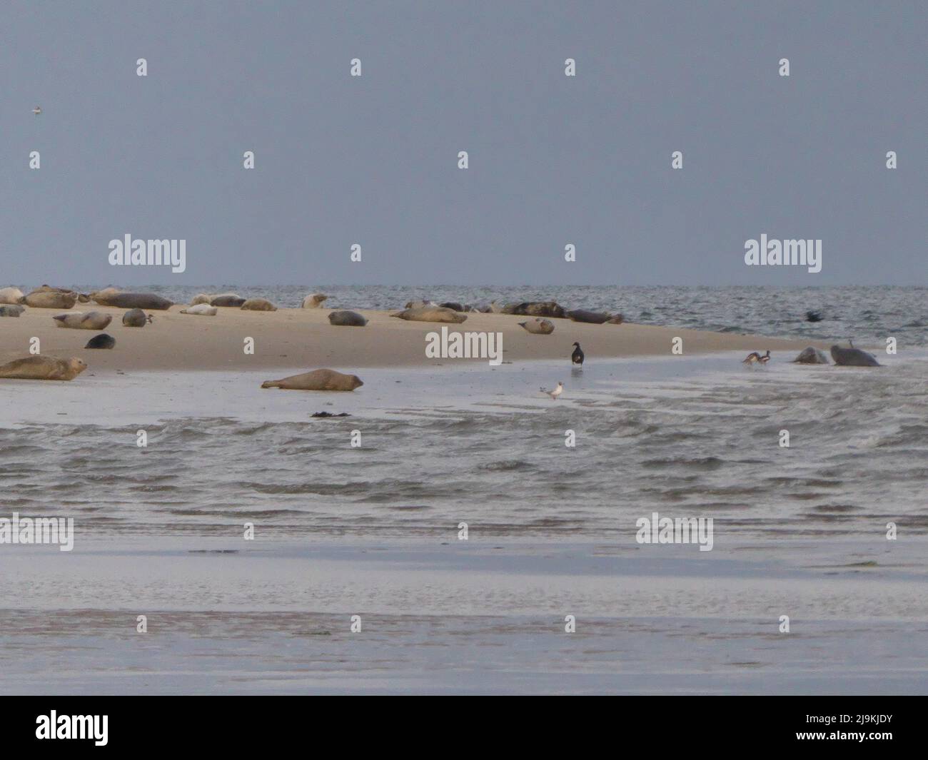 Orilla de arena de las focas temprano en la mañana Foto de stock