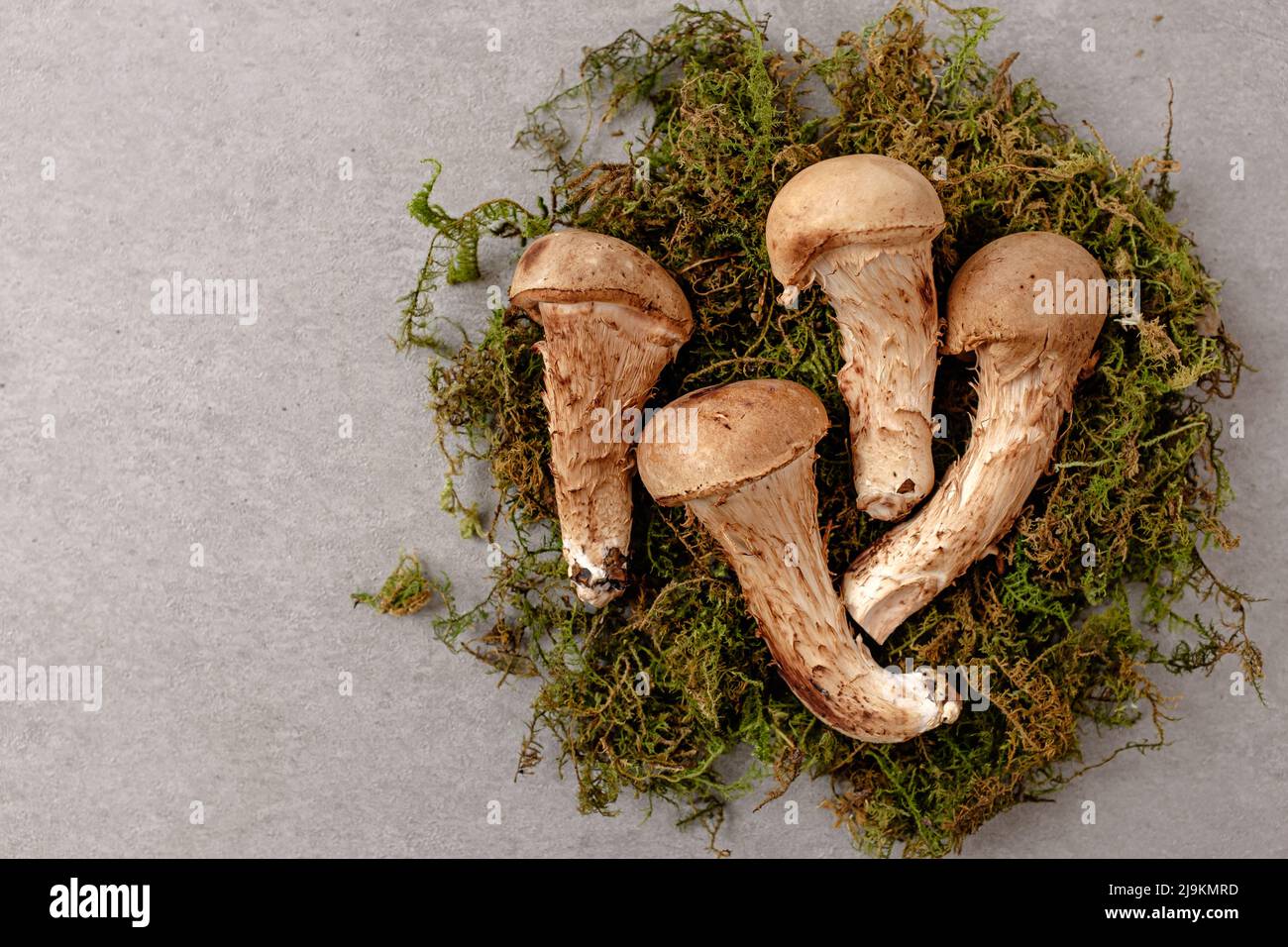una especie de hongo. Setas que se asemejan a setas matsutake. Una