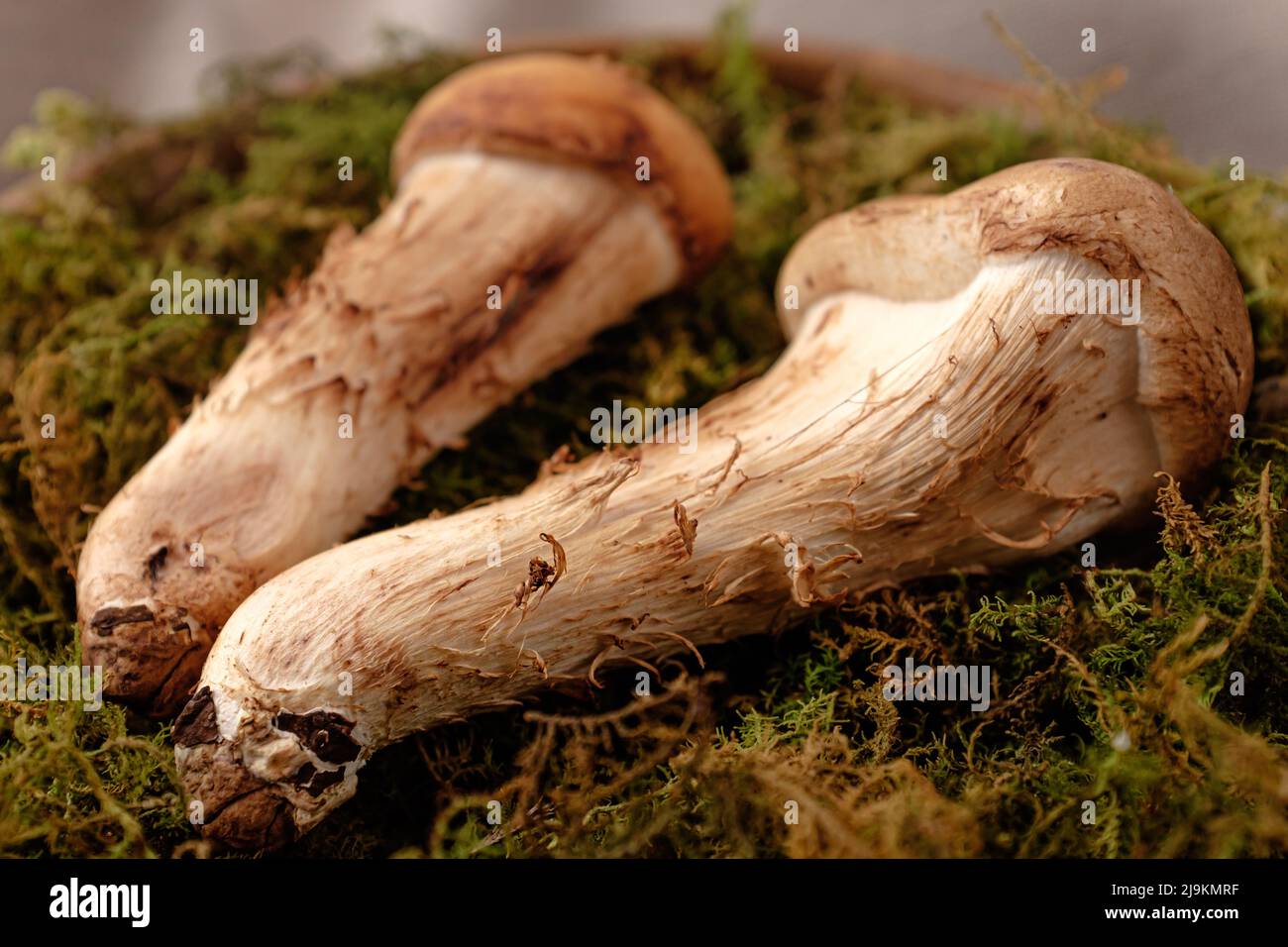 una especie de hongo. Setas que se asemejan a setas matsutake. Una