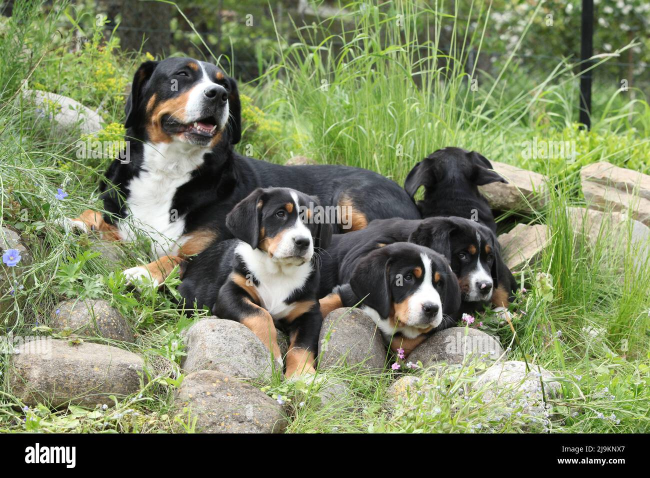 Perra del Gran perro suizo de montaña con sus cachorros en el jardín  Fotografía de stock - Alamy
