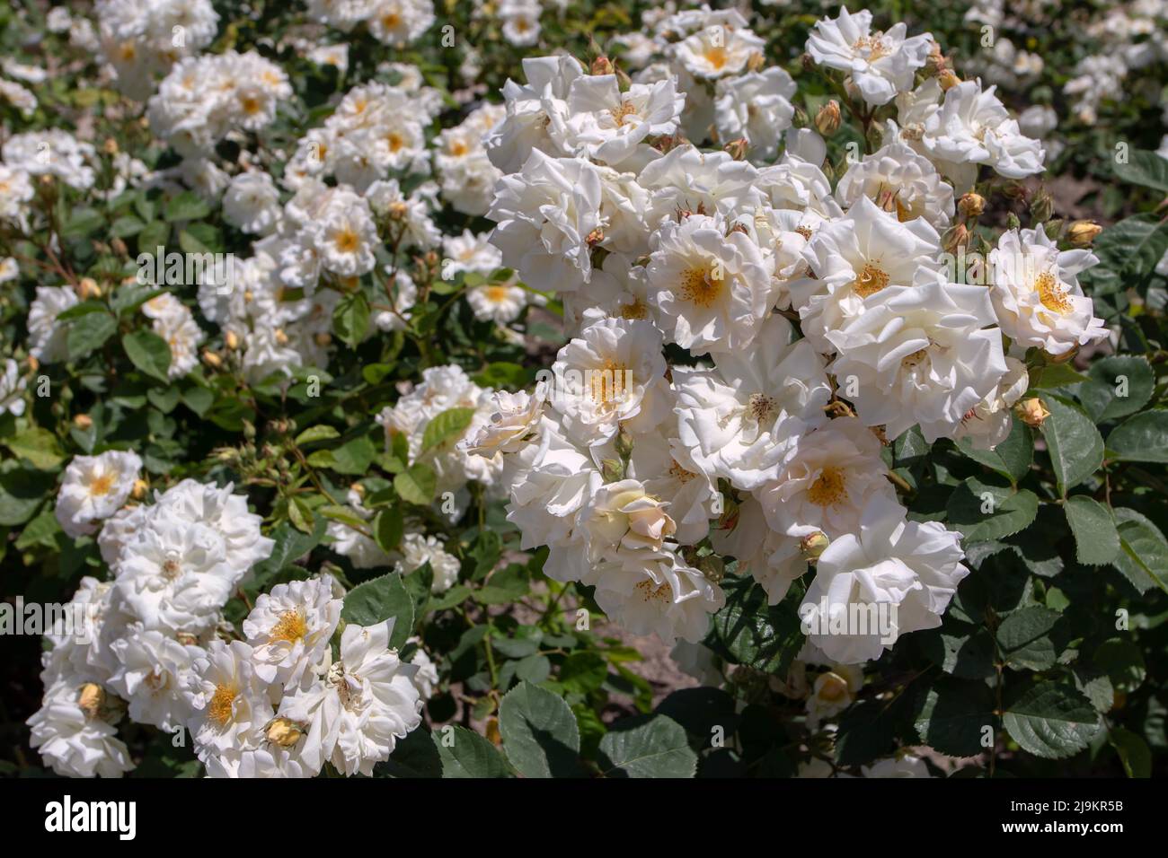 MADRID, ESPAÑA - 12,2022 DE MAYO: Arbusto híbrido de almizcle Penélope rosa con flores de flor abierta blanca y rubor fragantes en el Jardín de Rosas Ramon Ortiz, Rosaleda del P Foto de stock