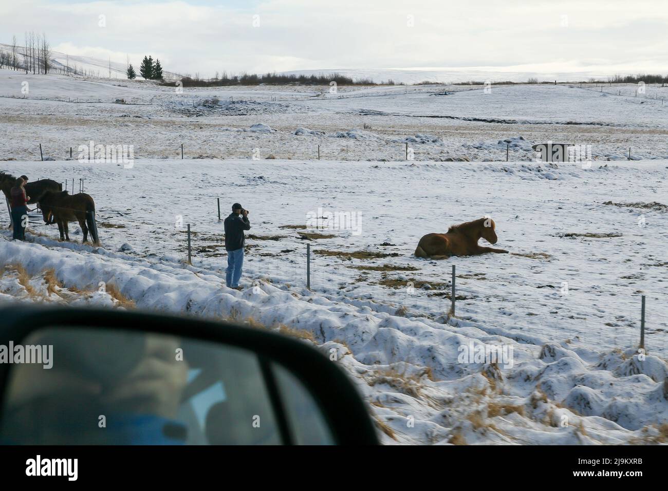 Vista desde un coche de un fotógrafo de pie a lo largo de una carretera y tomando fotos de un caballo marrón tumbado en la nieve en Islandia. Reflexión de la lente de la cámara en el ca Foto de stock