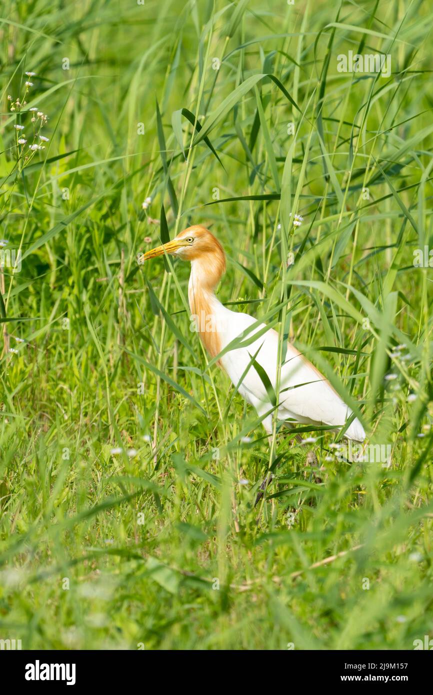 Primer plano de una garza de ganado con fondo verde durante la primavera en un día soleado Foto de stock