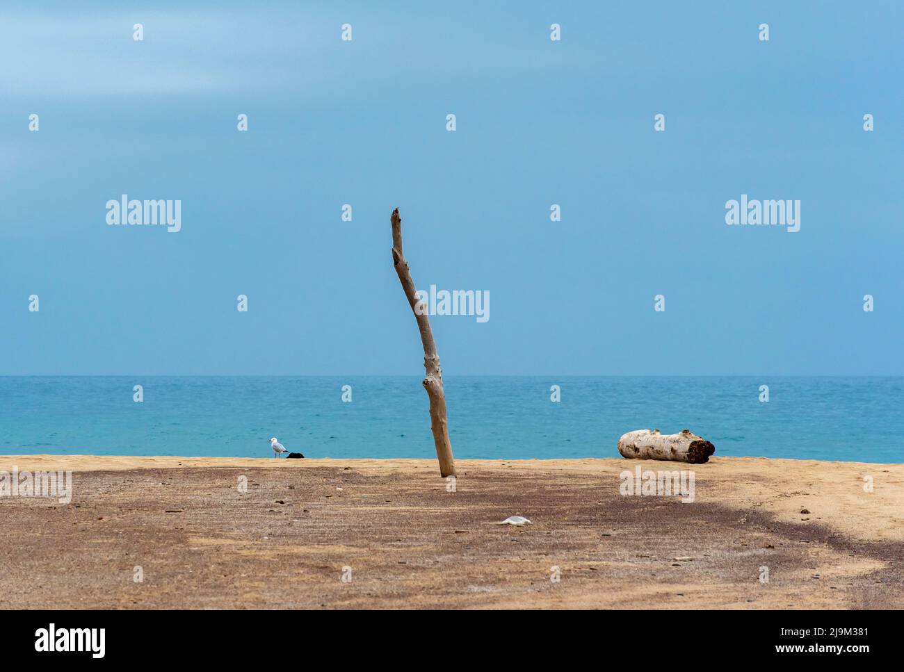 Palo de madera y madera de driftwood en playa desierta, Spiaggia di Piscinas, Cerdeña, Italia Foto de stock