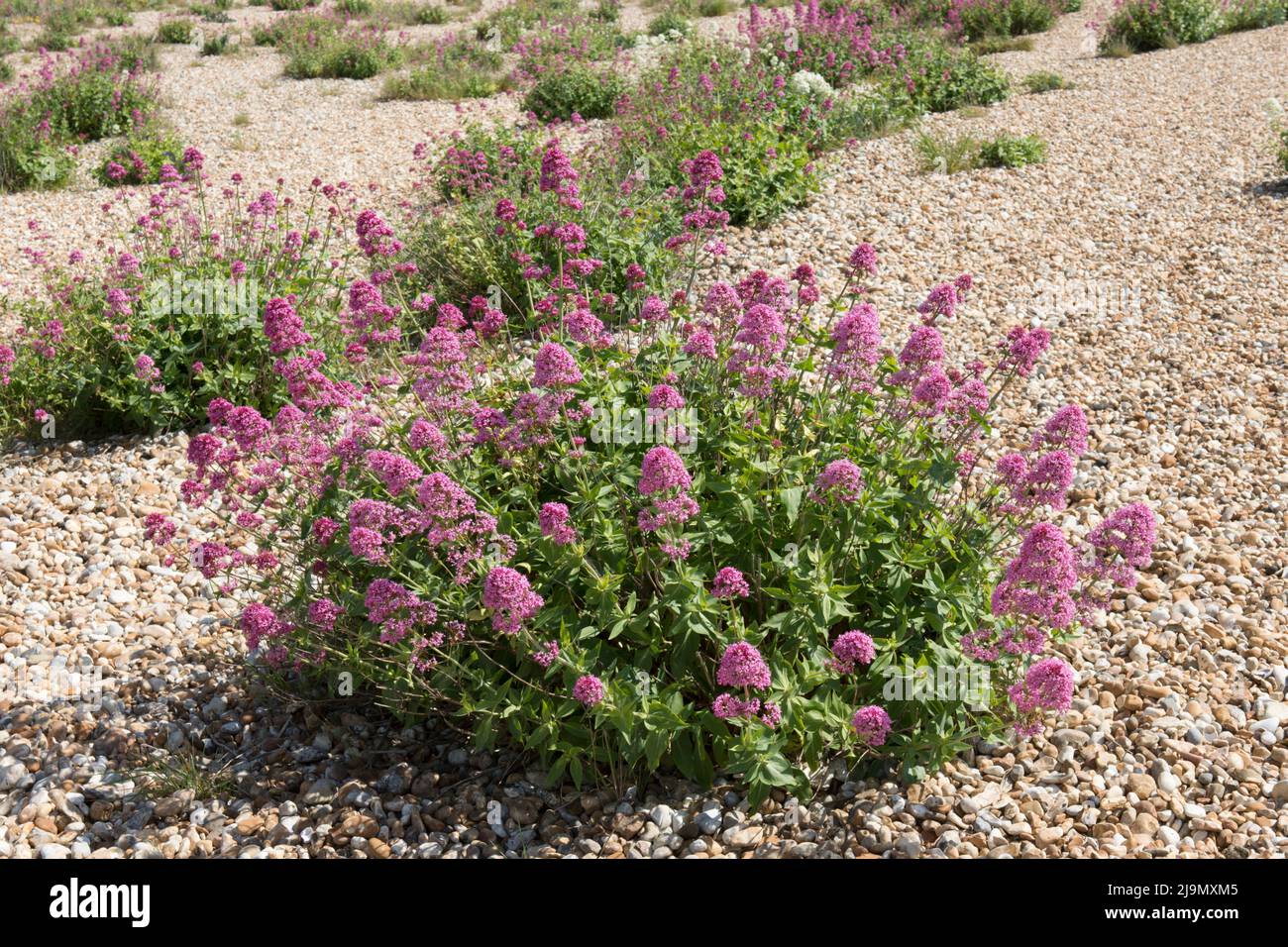 Centranthus ruber, red valerian, spur valerian, valerian, flores que crecen en grumos en la playa, guijarros, foreshore en Pagham, Sussex, Reino Unido Foto de stock