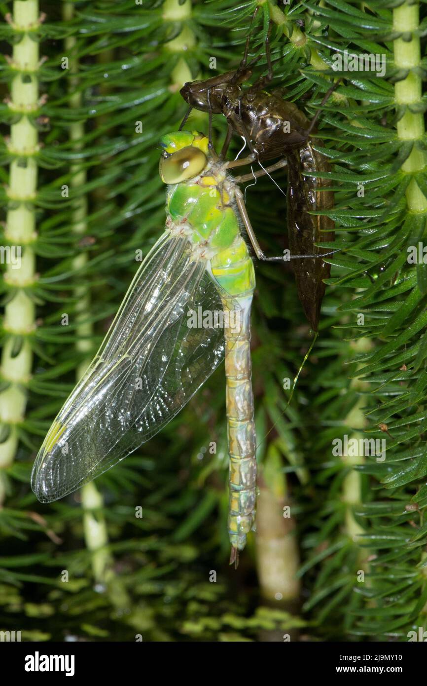 Emperor dragonfly, Anax imperator, emergiendo de un caso larval en la noche, mayo, Reino Unido Foto de stock