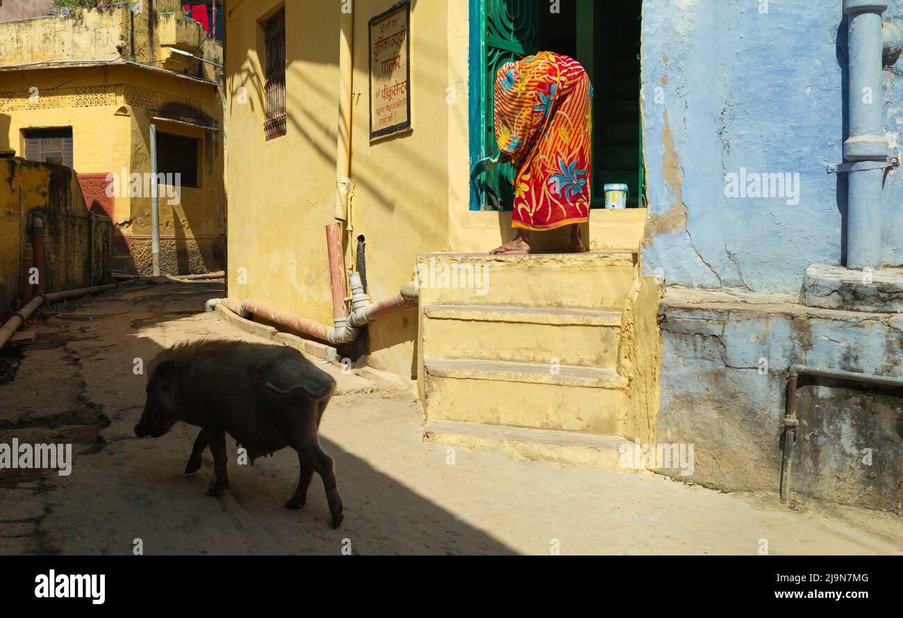 Mujer vestida con ropa tradicional pinta puerta fuera de casa como jabalí doméstico pasa por un callejón colorido en la mañana soleada en Bundi, India. Foto de stock