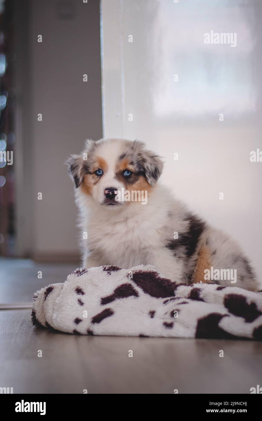 Cansado pastor australiano perrito descansa en su manta y disfruta de la tierra de ensueño. El perrito blanco y negro y marrón parece aburrido y espera algo de acción. Foto de stock