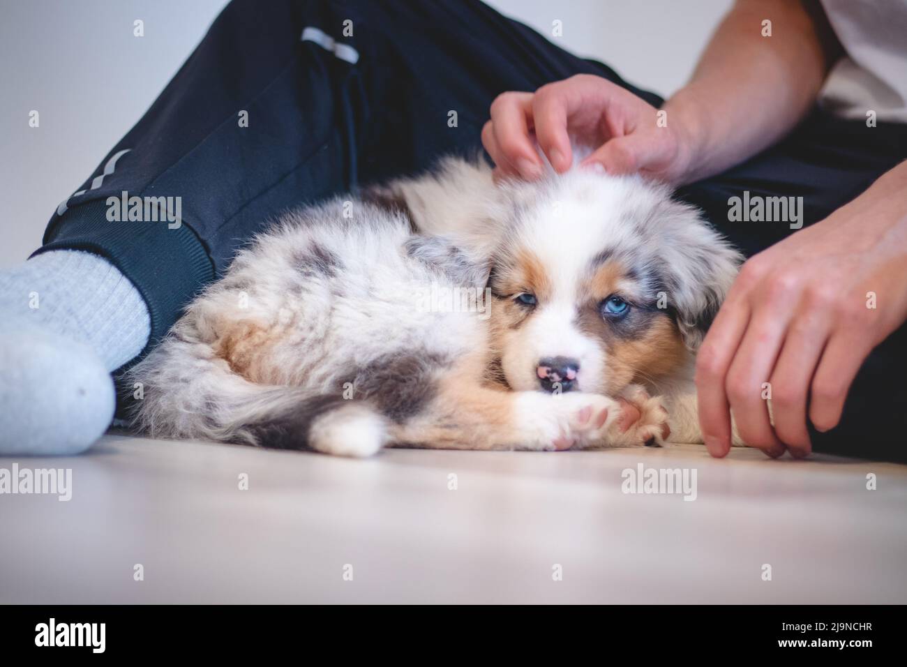 Cansado pastor australiano perrito descansa en su manta y disfruta de la tierra de ensueño. El perrito blanco y negro y marrón parece aburrido y espera algo de acción. Foto de stock