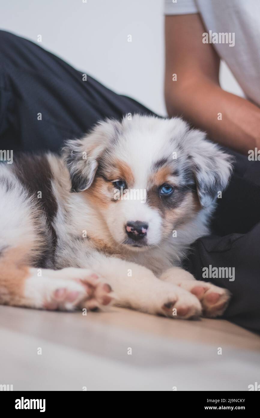 Cansado pastor australiano perrito descansa en su manta y disfruta de la tierra de ensueño. El perrito blanco y negro y marrón parece aburrido y espera algo de acción. Foto de stock