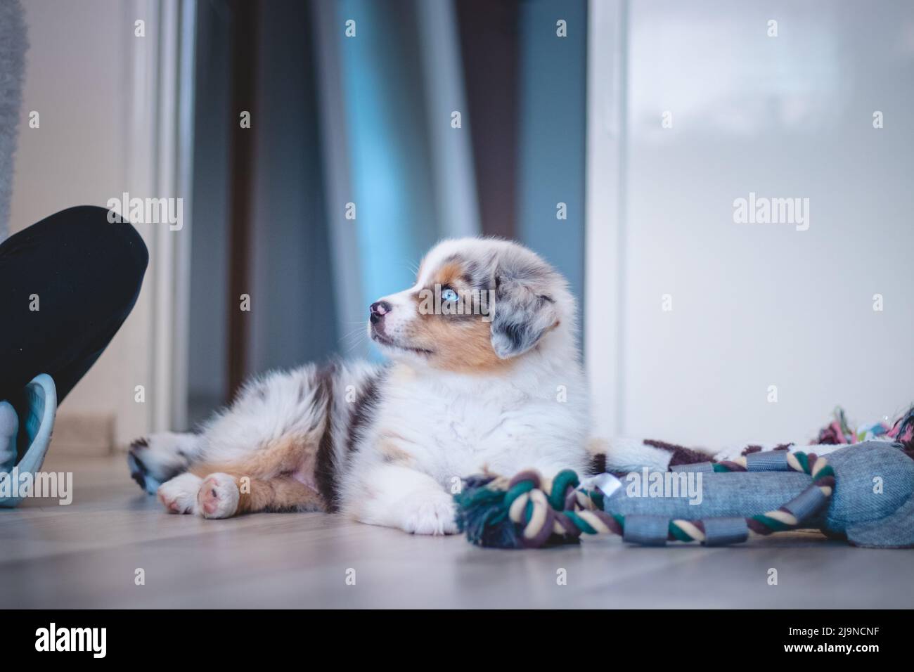 Cansado pastor australiano perrito descansa en su manta y disfruta de la tierra de ensueño. El perrito blanco y negro y marrón parece aburrido y espera algo de acción. Foto de stock