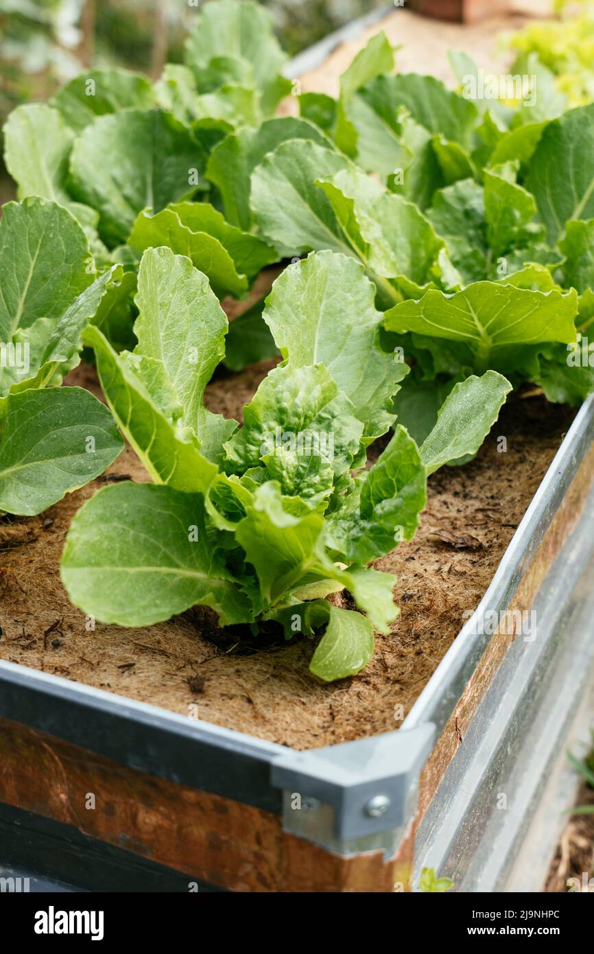 Plantas de lechuga romana de Valmaine que crecen en una cama elevada Foto de stock