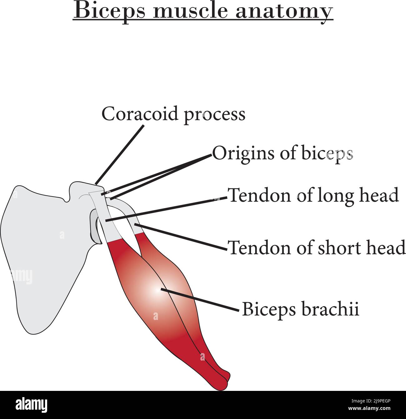 Músculo biceps braquial vista posterior Imágenes vectoriales de stock Alamy