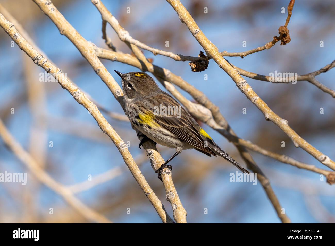 Yellow feather patch fotografías e imágenes de alta resolución - Alamy