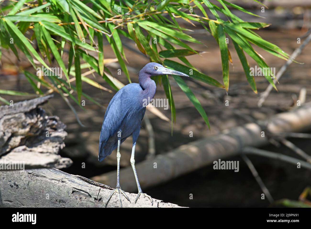 Garza azul, Egretta caerulea en Costa rica Foto de stock