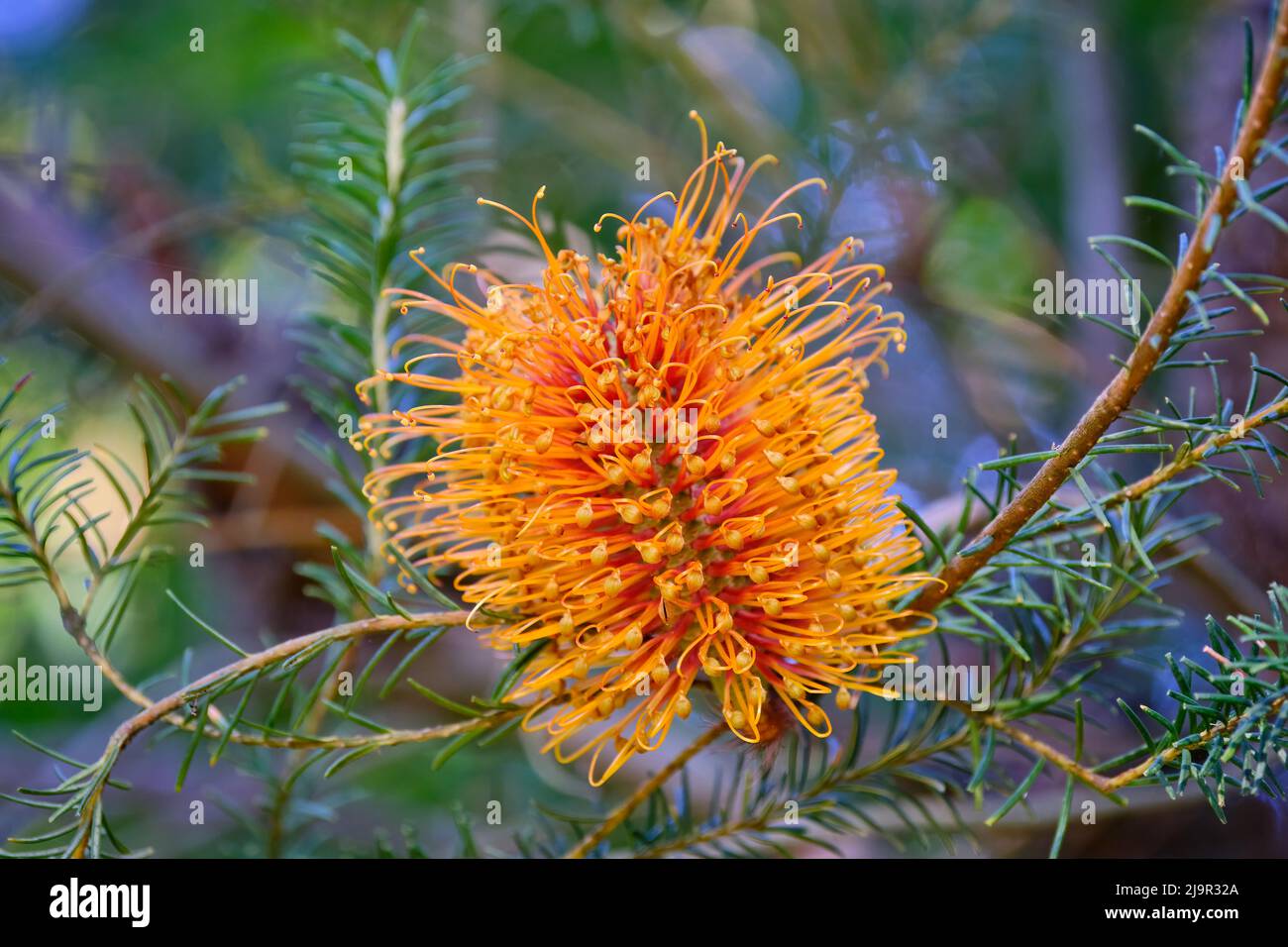 Heath Banksia Foto de stock