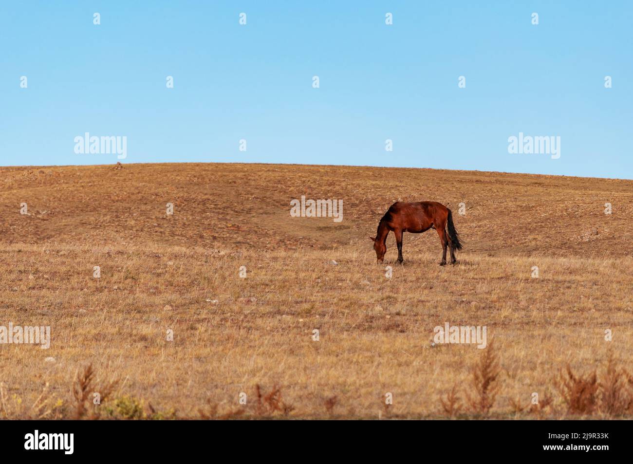 Caballo mongol pastando la hierba durante la temporada de otoño en la pradera de Xilamuren en Baotou Hohhot Mongolia Interior Foto de stock