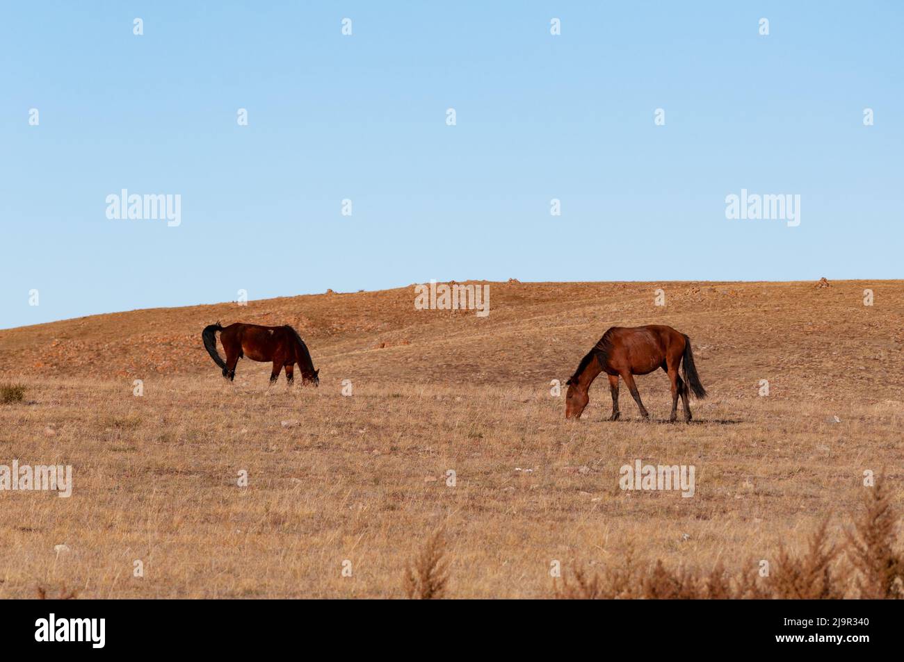 Caballo mongol pastando la hierba durante la temporada de otoño en la pradera de Xilamuren en Baotou Hohhot Mongolia Interior Foto de stock