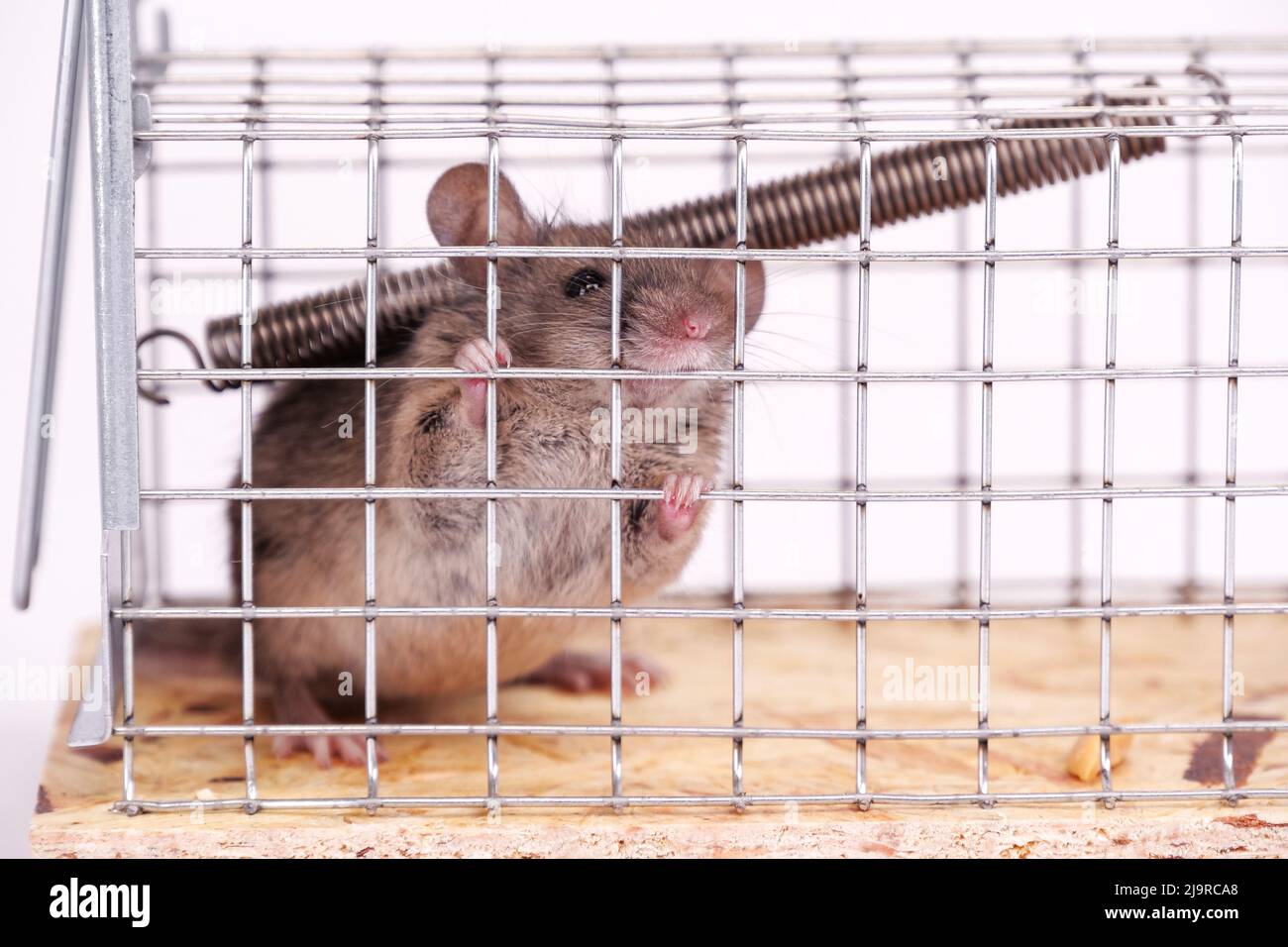 Ratón doméstico atrapado en captura en vivo trampa de ratón, vista de cerca. Un lindo roedor en una jaula viva sobre un fondo blanco. Formas humanas de atrapar un ratón i Foto de stock