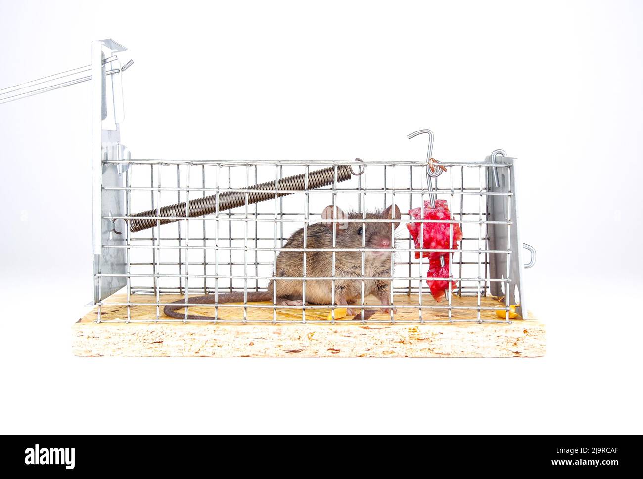 Ratón doméstico atrapado en captura en vivo trampa de ratón, vista de cerca. Un lindo roedor en una jaula viva sobre un fondo blanco. Formas humanas de atrapar un ratón i Foto de stock