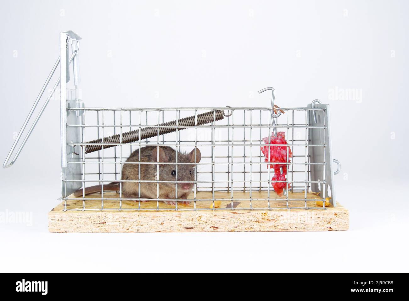 Ratón doméstico atrapado en captura en vivo trampa de ratón, vista de cerca. Un lindo roedor en una jaula viva sobre un fondo blanco. Formas humanas de atrapar un ratón i Foto de stock