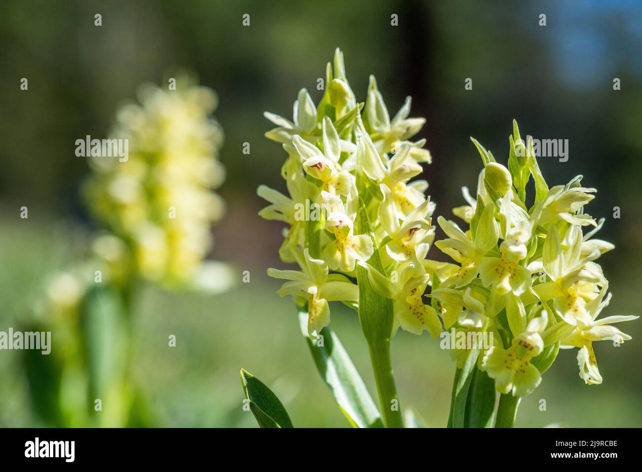 Transistor En expansión Parcialmente Dactylorhiza sambucina, la orquídea de flor mayor, es una planta herbácea perteneciente a la familia Orchidaceae Fotografía de stock - Alamy Transistor En expansión Parcialmente Dactylorhiza sambucina, la orquídea de flor mayor, es una planta herbácea perteneciente a la familia Orchidaceae Fotografía de stock - Alamy