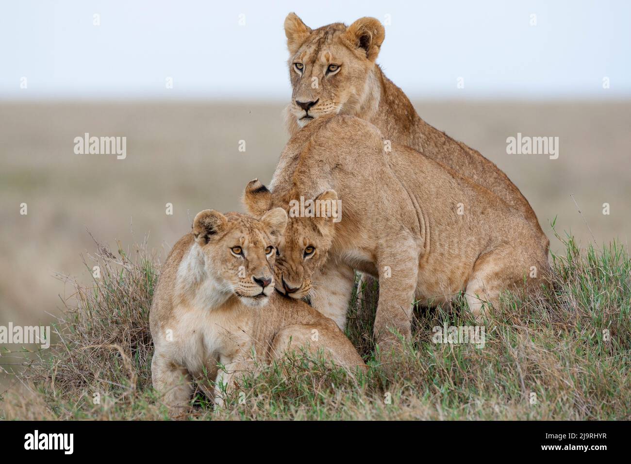 África, Tanzania. Una leona se sienta con sus dos cachorros. Foto de stock