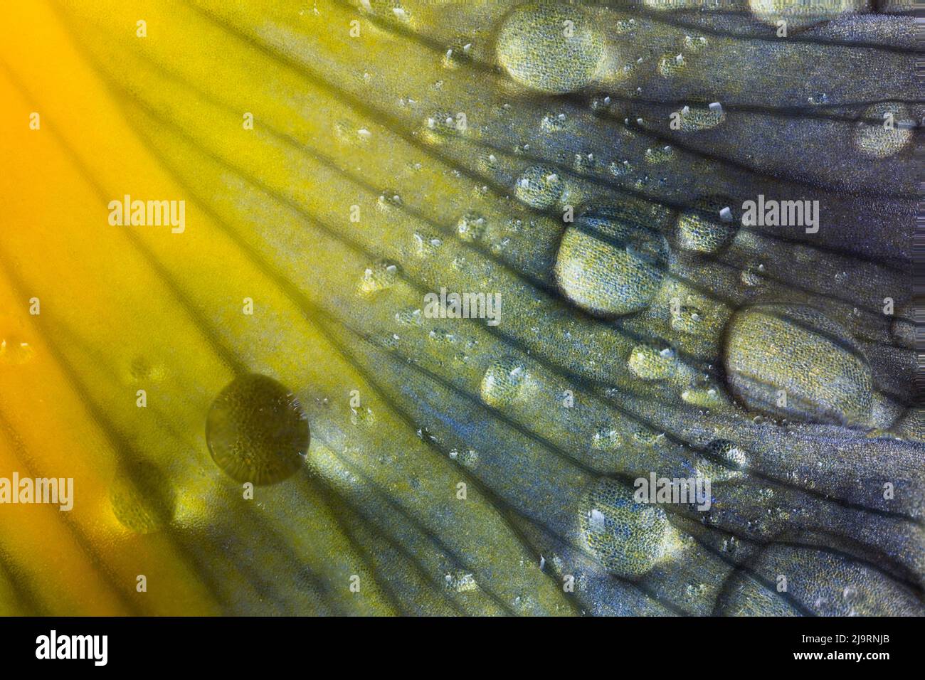 Pétalo iris con gotas de lluvia. Foto de stock