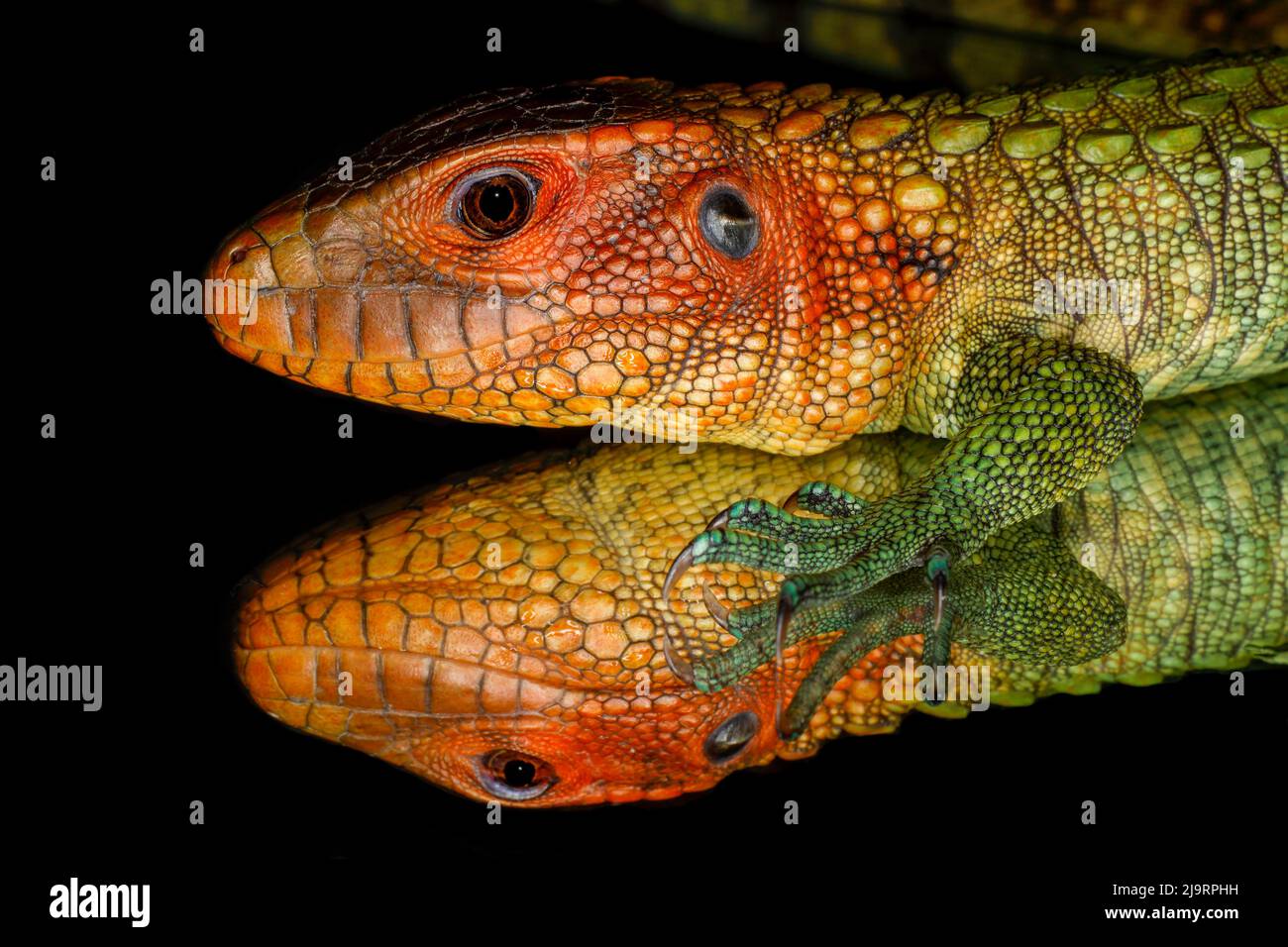 Lagarto caiman reflejado en cristal. Foto de stock