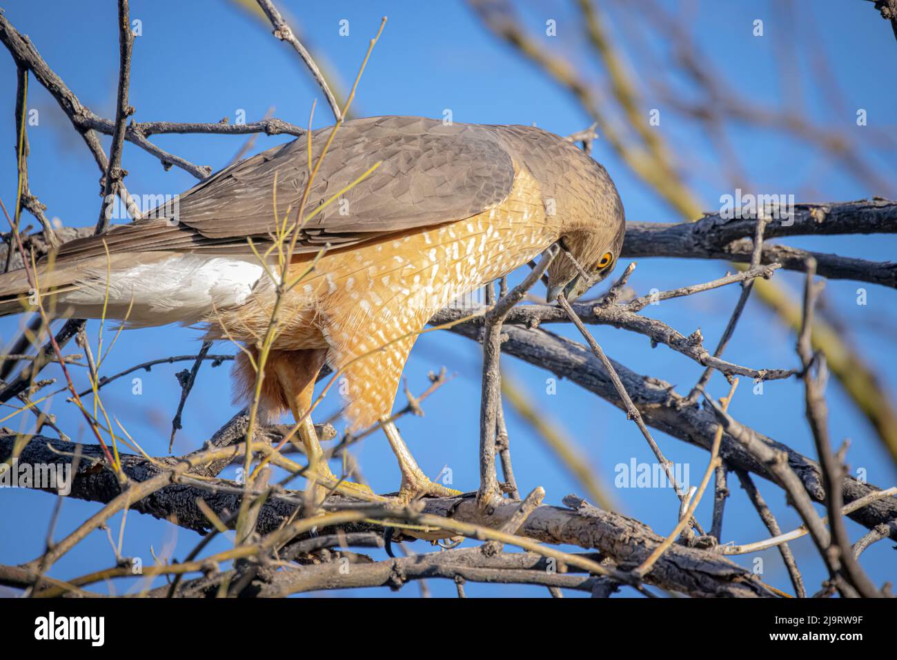 EE.UU., Arizona, Catalina. El macho adulto Cooper's hawk recoge materiales de nido. Foto de stock