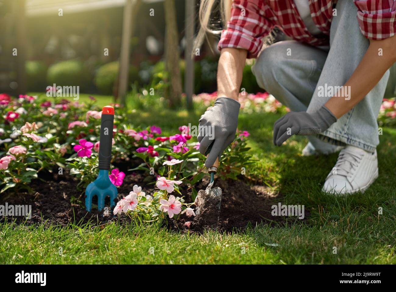 Guantes de trabajo mujer madura en el suelo bajo el rosal con jardín,  herramientas de jardinería de primavera Fotografía de stock - Alamy
