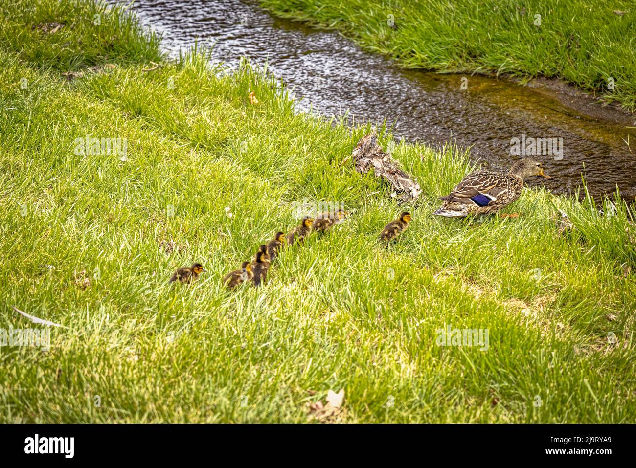 EE.UU., Colorado, Ft. Collins. Adulto mallard hembra con patos. Foto de stock