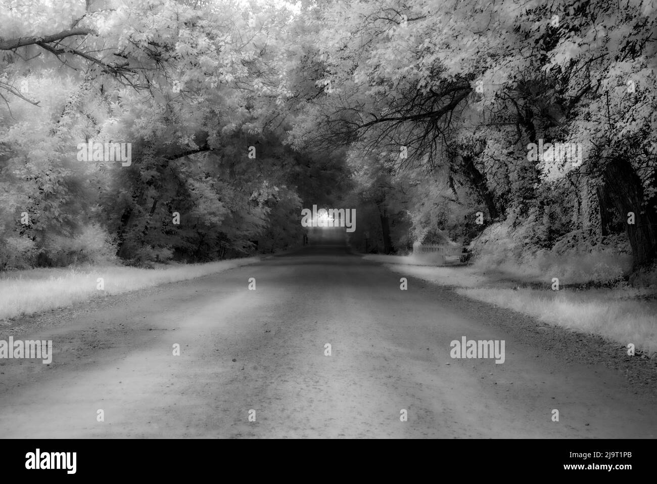 La vieja carretera desaparece a través del túnel de árboles Foto de stock