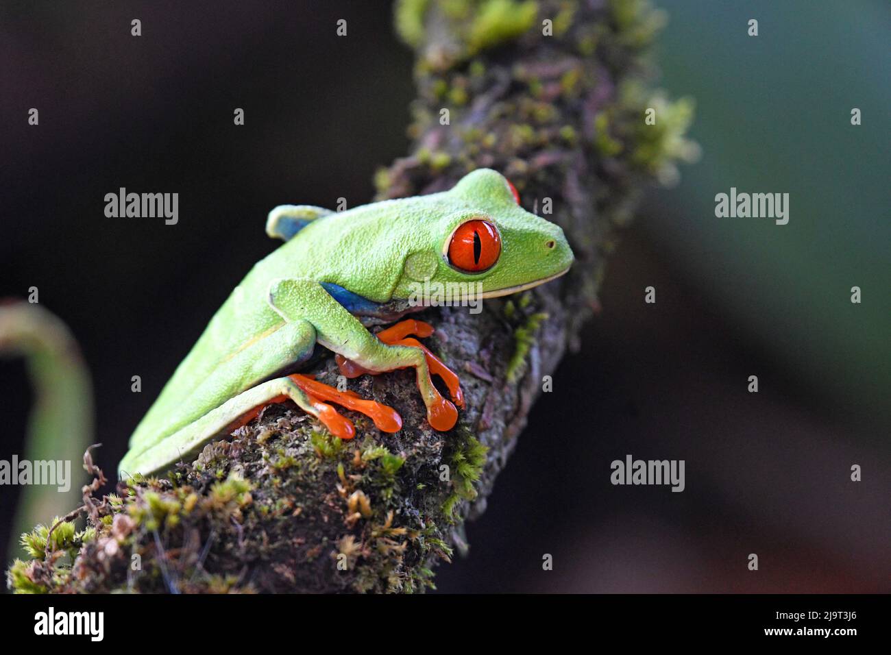 Rana verde de árbol, Costa Rica Foto de stock