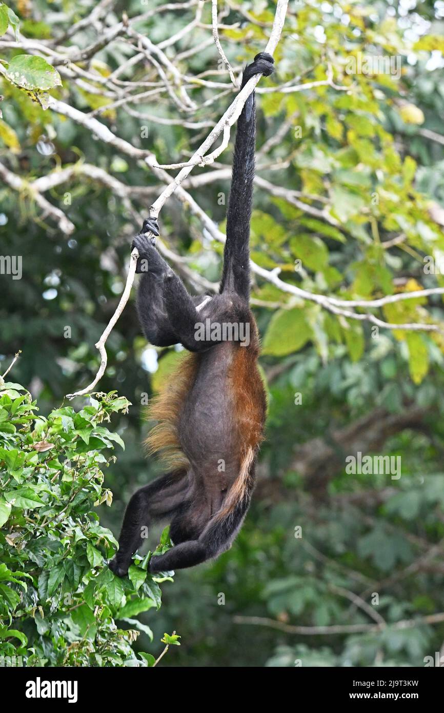 Mono aullador colgando de su cola, Centroamérica Foto de stock