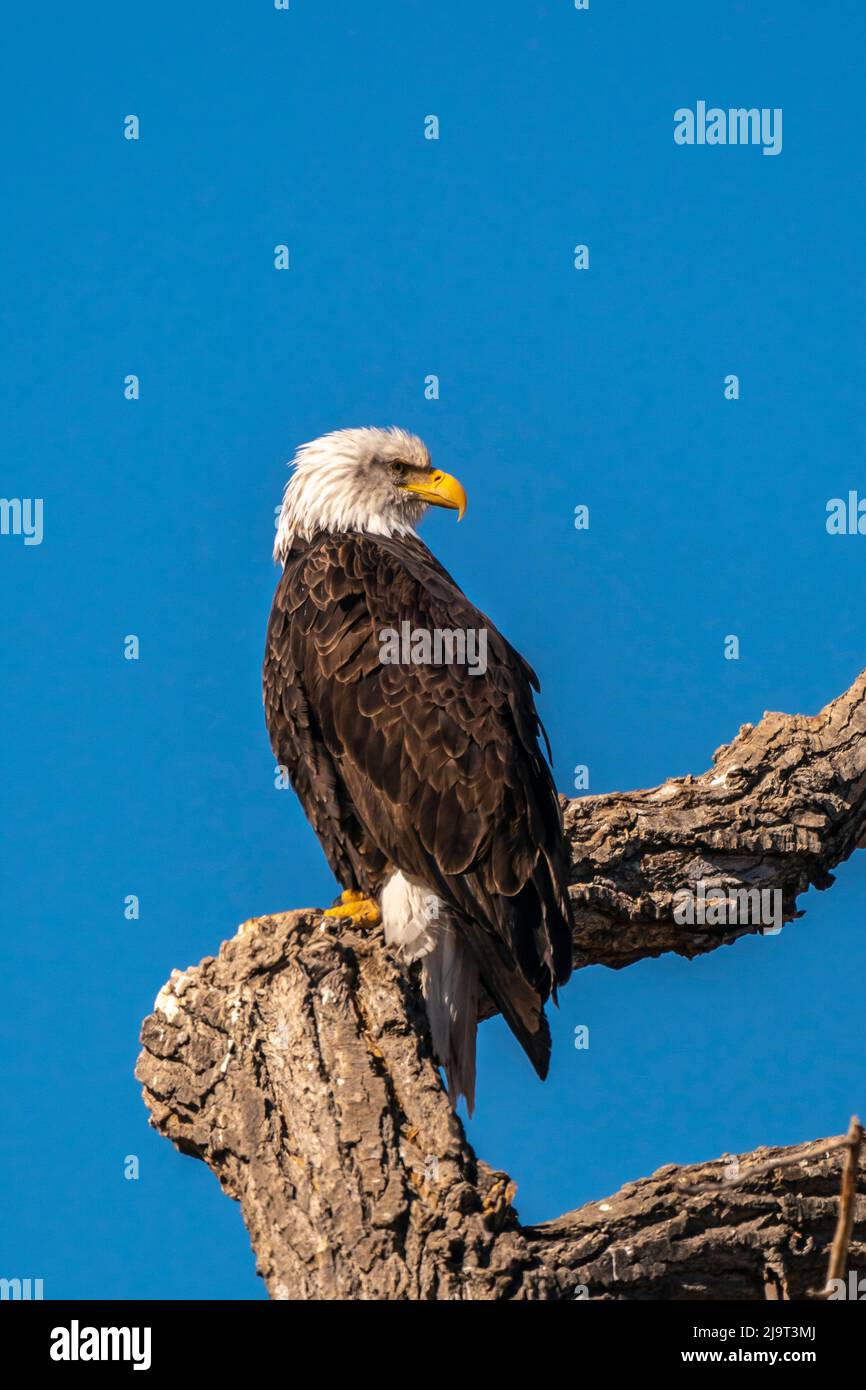Estados Unidos Nuevo México, Refugio Nacional de Vida Silvestre Bosque Del  Apache. Águila calva americana adulto en el miembro del árbol Fotografía de  stock - Alamy