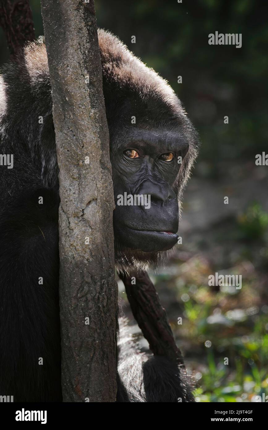 Western Lowland Gorilla, zoológico de Cincinnati (sólo para uso editorial) Foto de stock