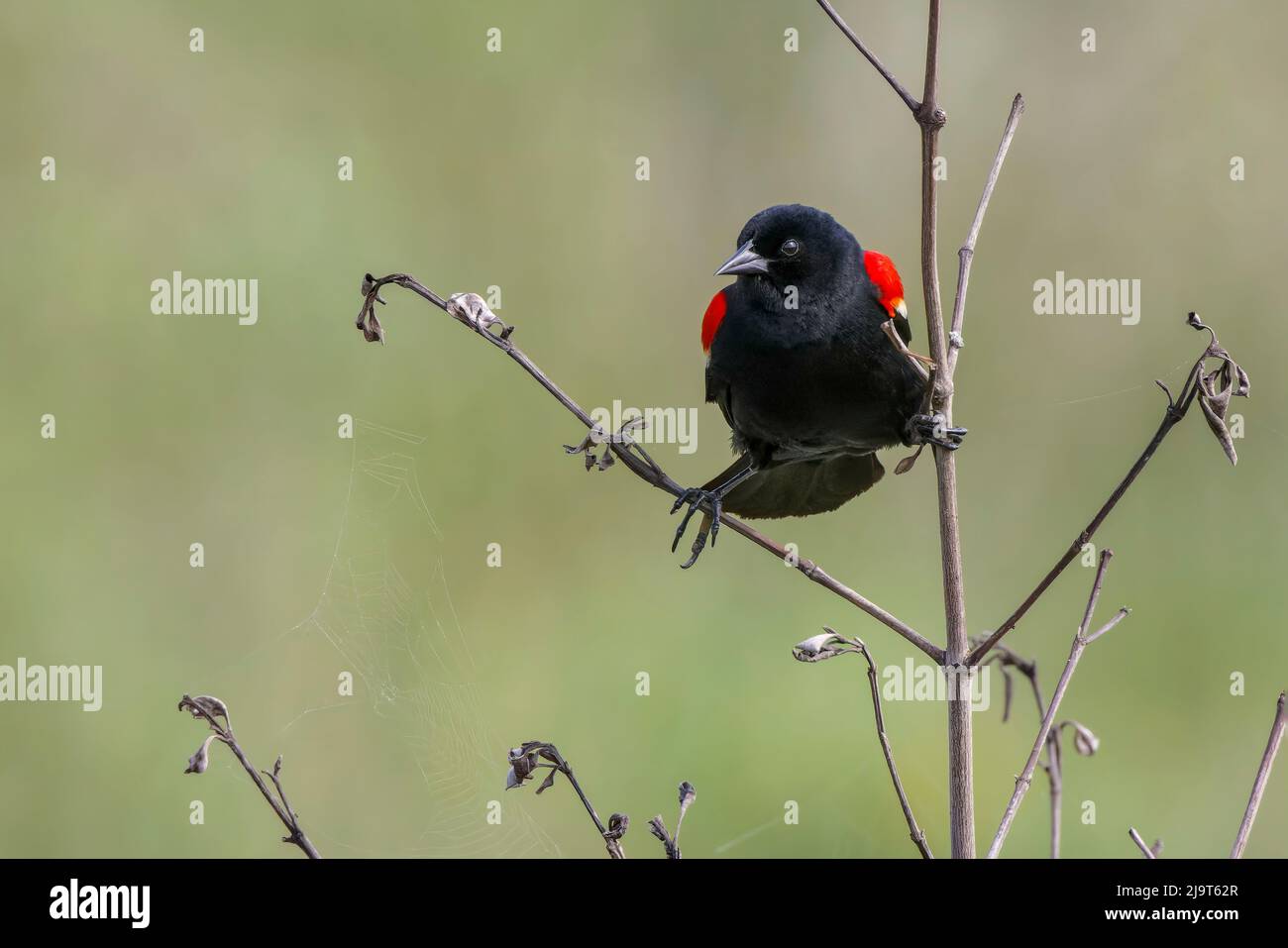 Pájaro negro de alas rojas macho. South Padre Island, Texas Foto de stock