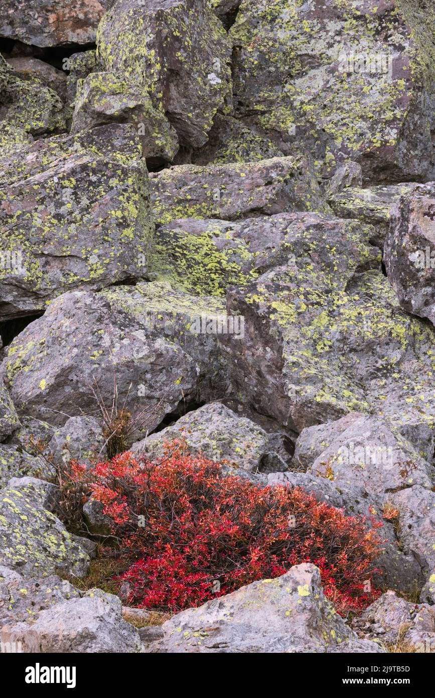 Hojas de arándanos en color rojo de otoño, Parque Nacional Yellowstone, Wyoming Foto de stock